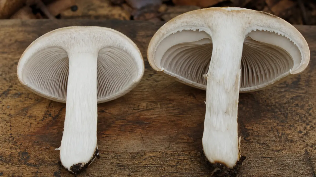 Young attached gills beside mature gills pulling away from the stem in the same collection