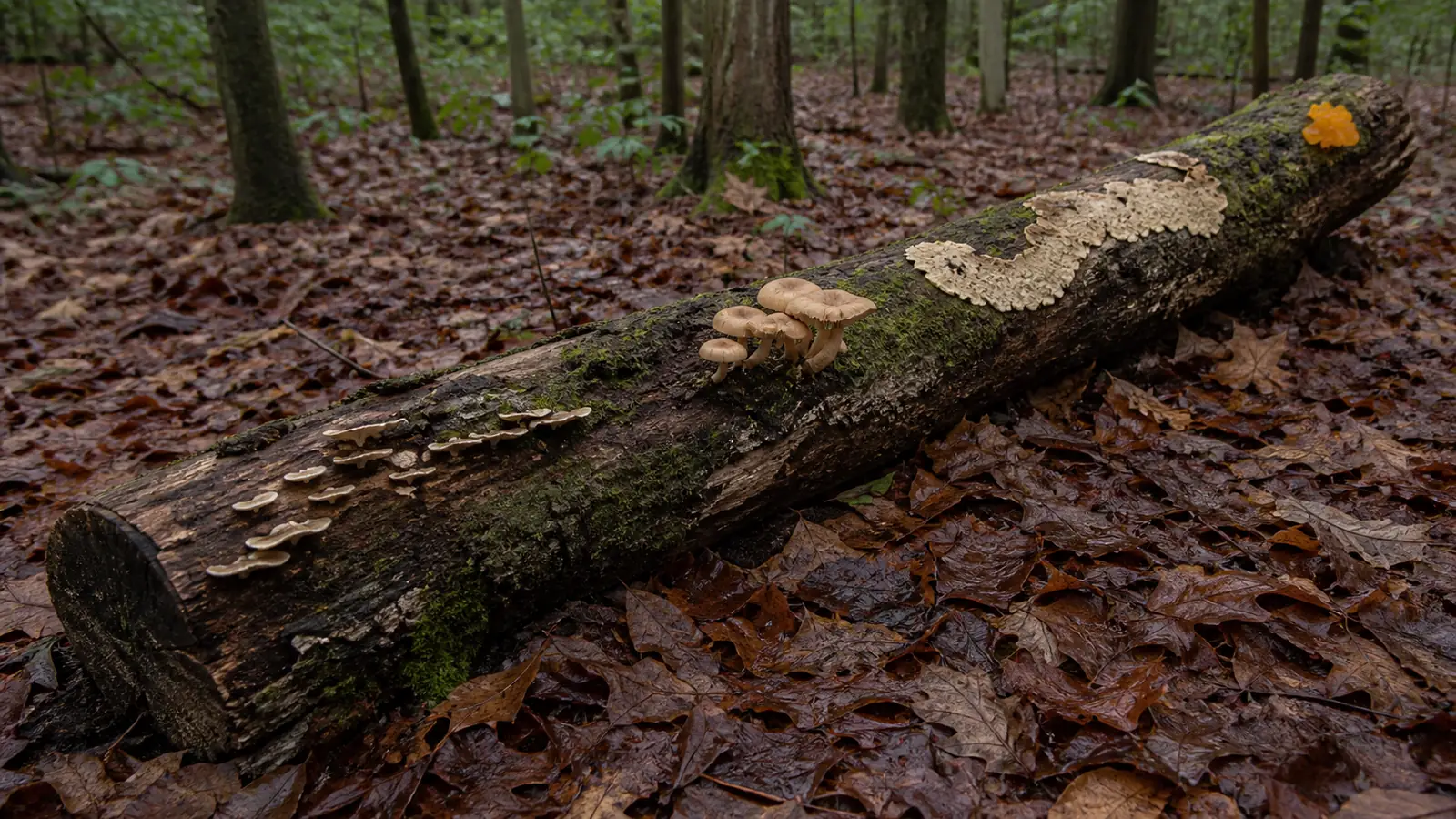 Several fungal body forms growing along a fallen hardwood log