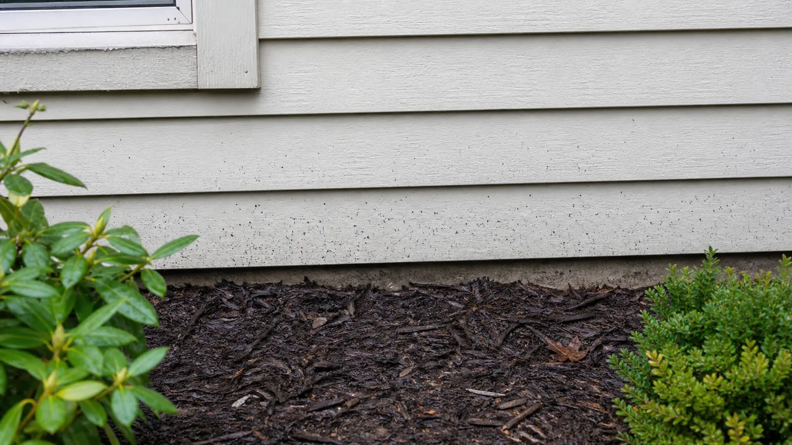 Tiny black artillery fungus packets scattered across light house siding above mulch