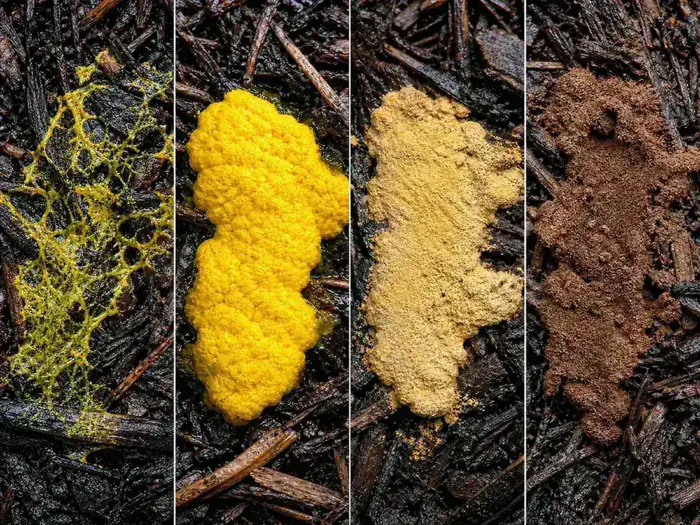 Four views of the same yellow slime mold patch changing from wet foam to a dry brown spore mass