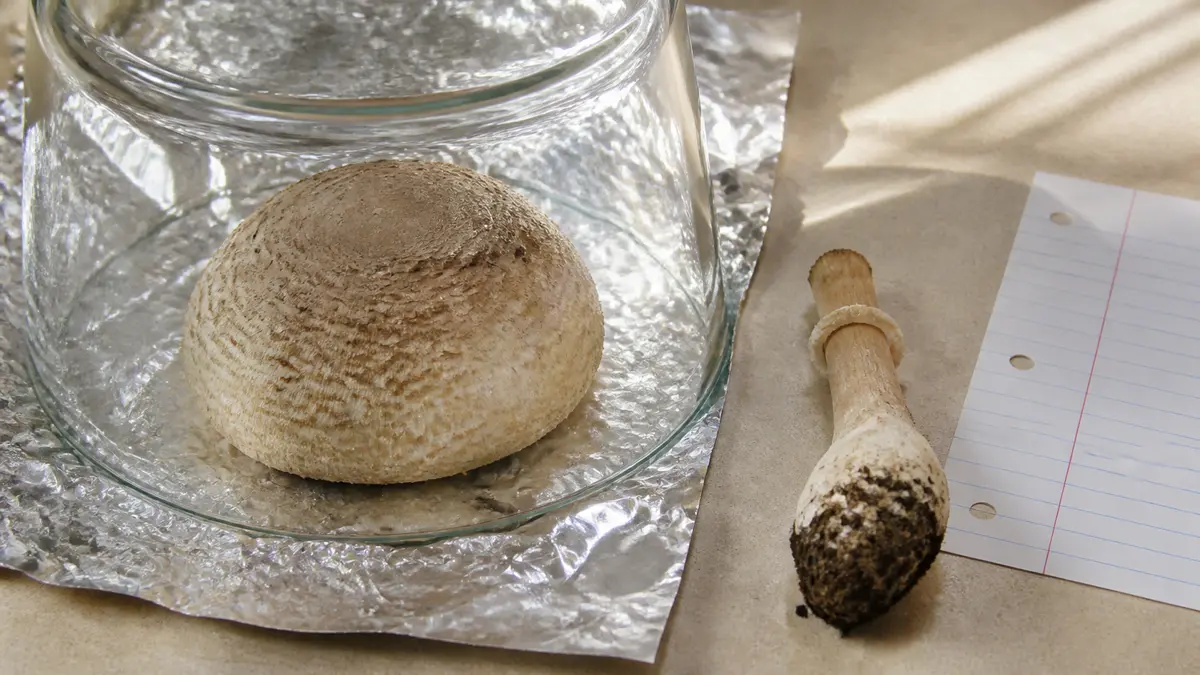 Mature mushroom cap placed gill-side down on foil beneath a clear cover