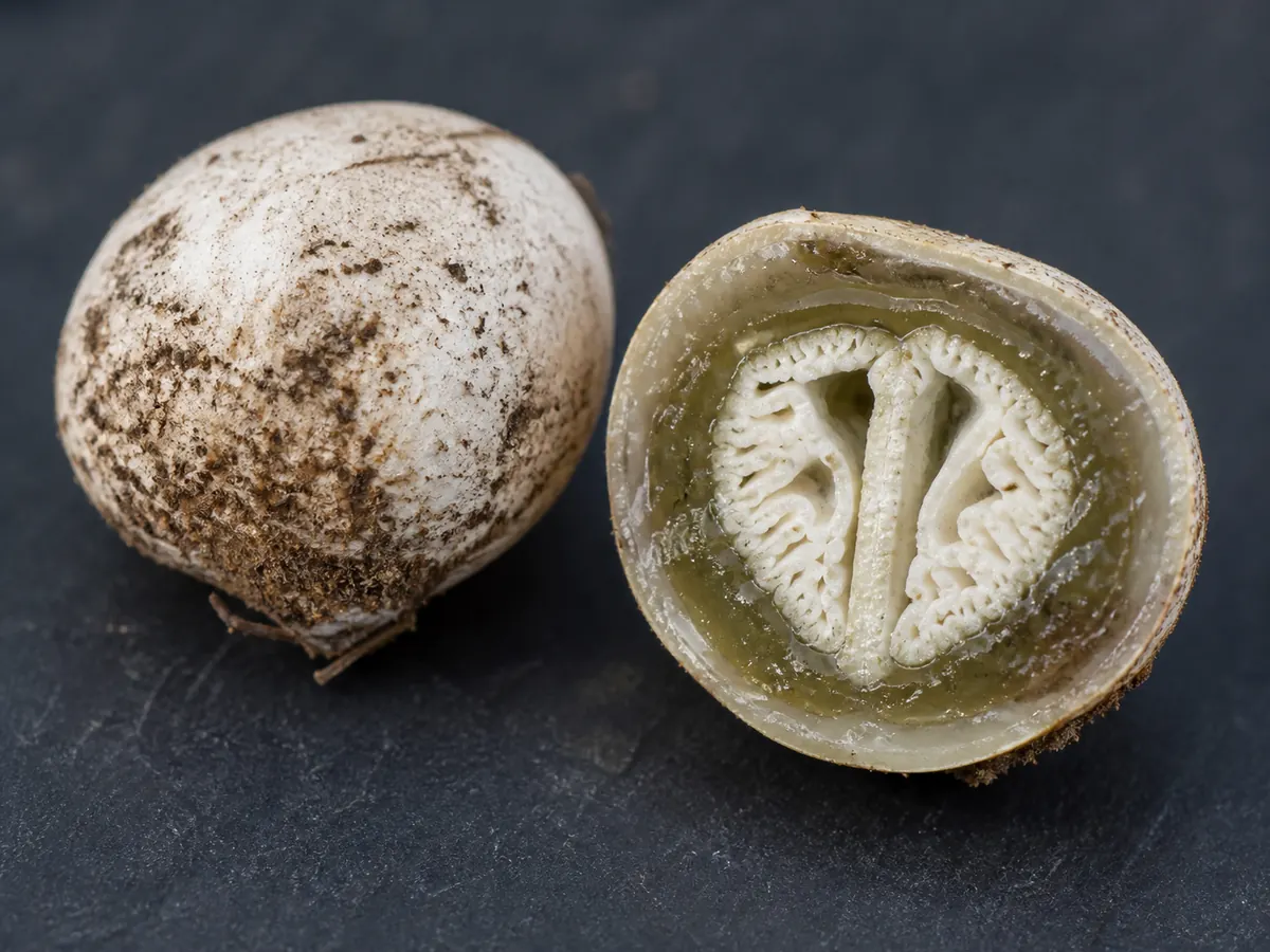 Intact stinkhorn egg beside a lengthwise cut egg showing pale skin, gelatinous layers, and a folded developing fruiting body