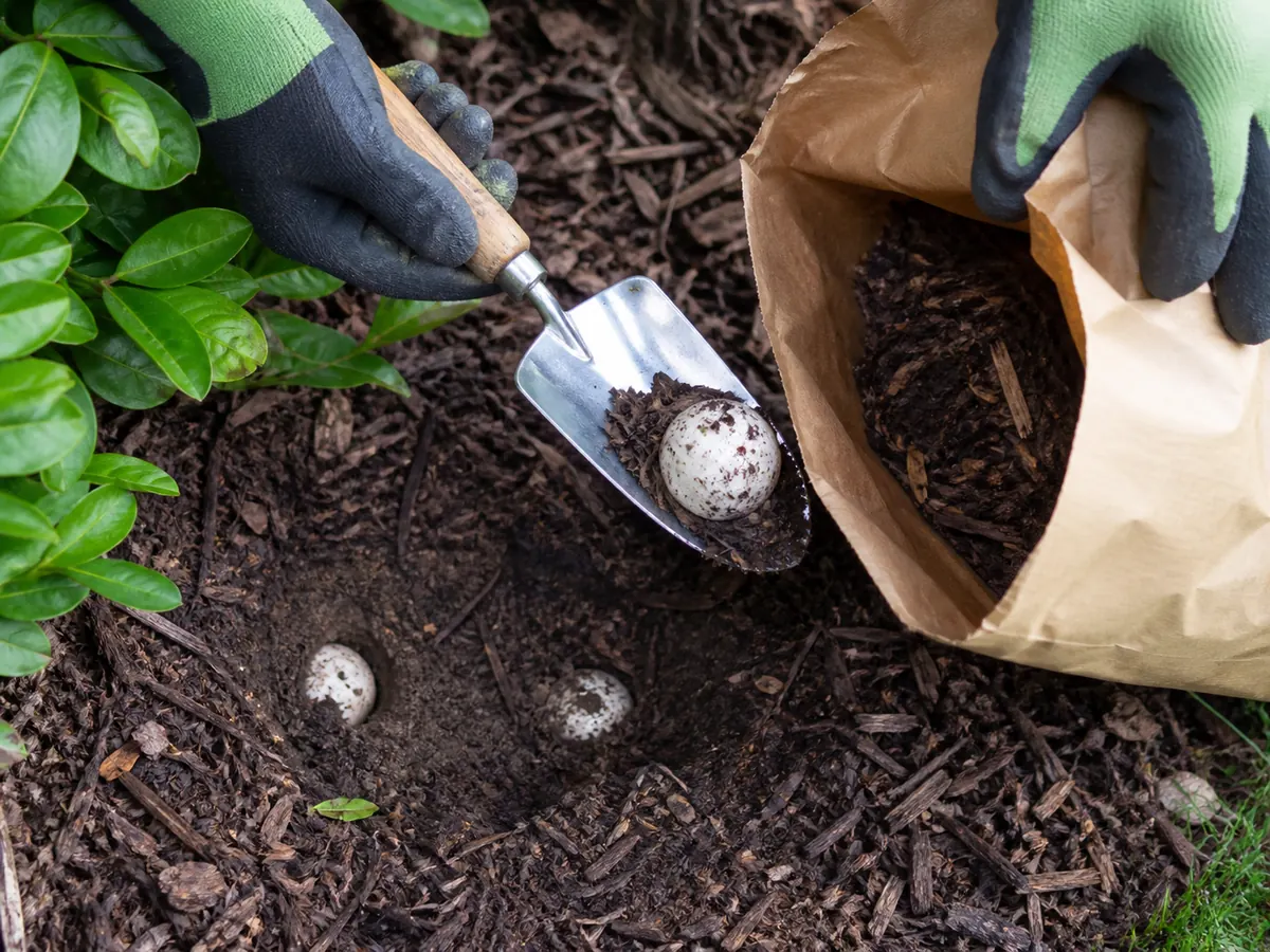 Gloved gardener lifting clustered stinkhorn eggs from wood mulch with a narrow trowel before they open