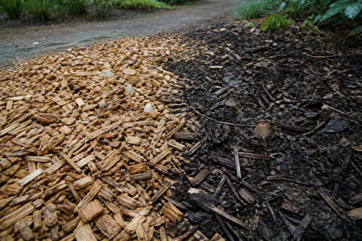 Fresh angular arborist chips beside an older dark mulch layer after rain