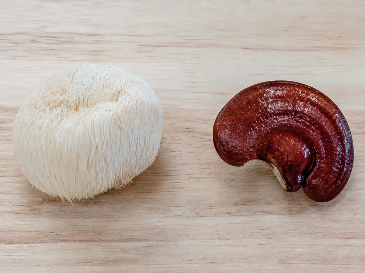 Whole white lion's mane with cascading spines beside a varnished reddish reishi conk