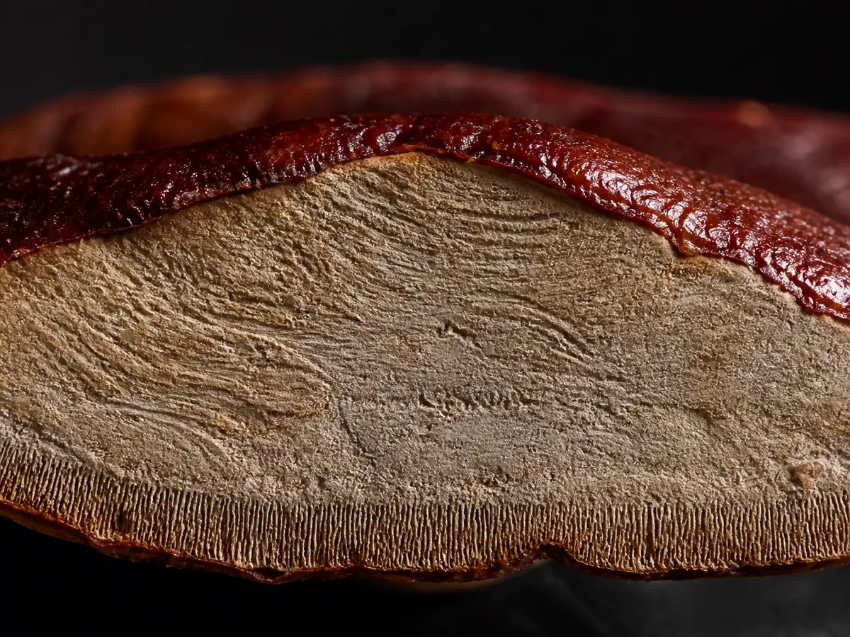 Reishi conk sawn in half showing dense corky pale flesh beneath the varnished red crust