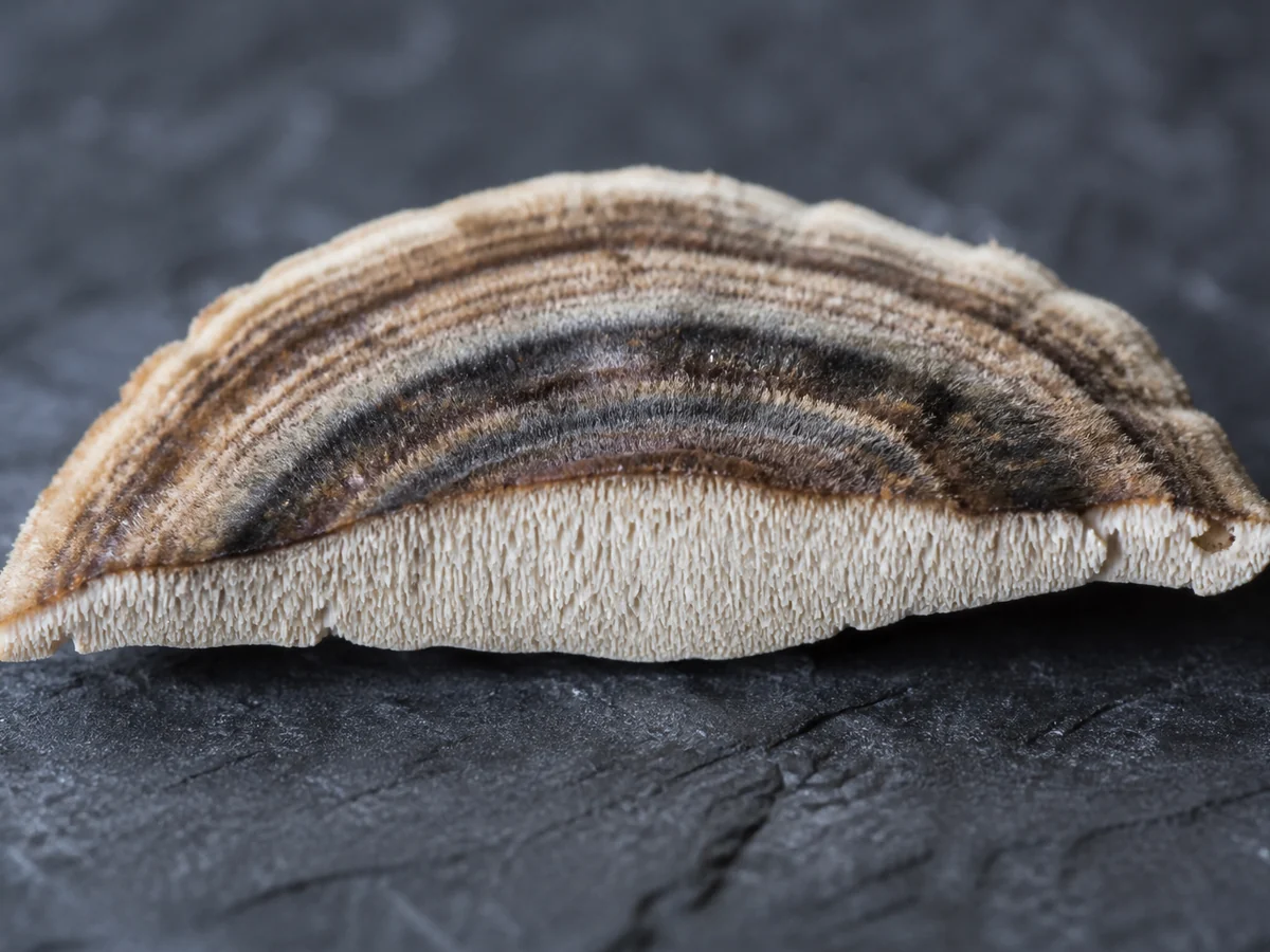 Turkey tail bracket cut in half showing the banded upper surface and fine white pore layer beneath