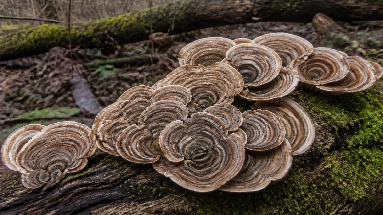 Mushrooms and Cancer: What the Trials Actually Studied