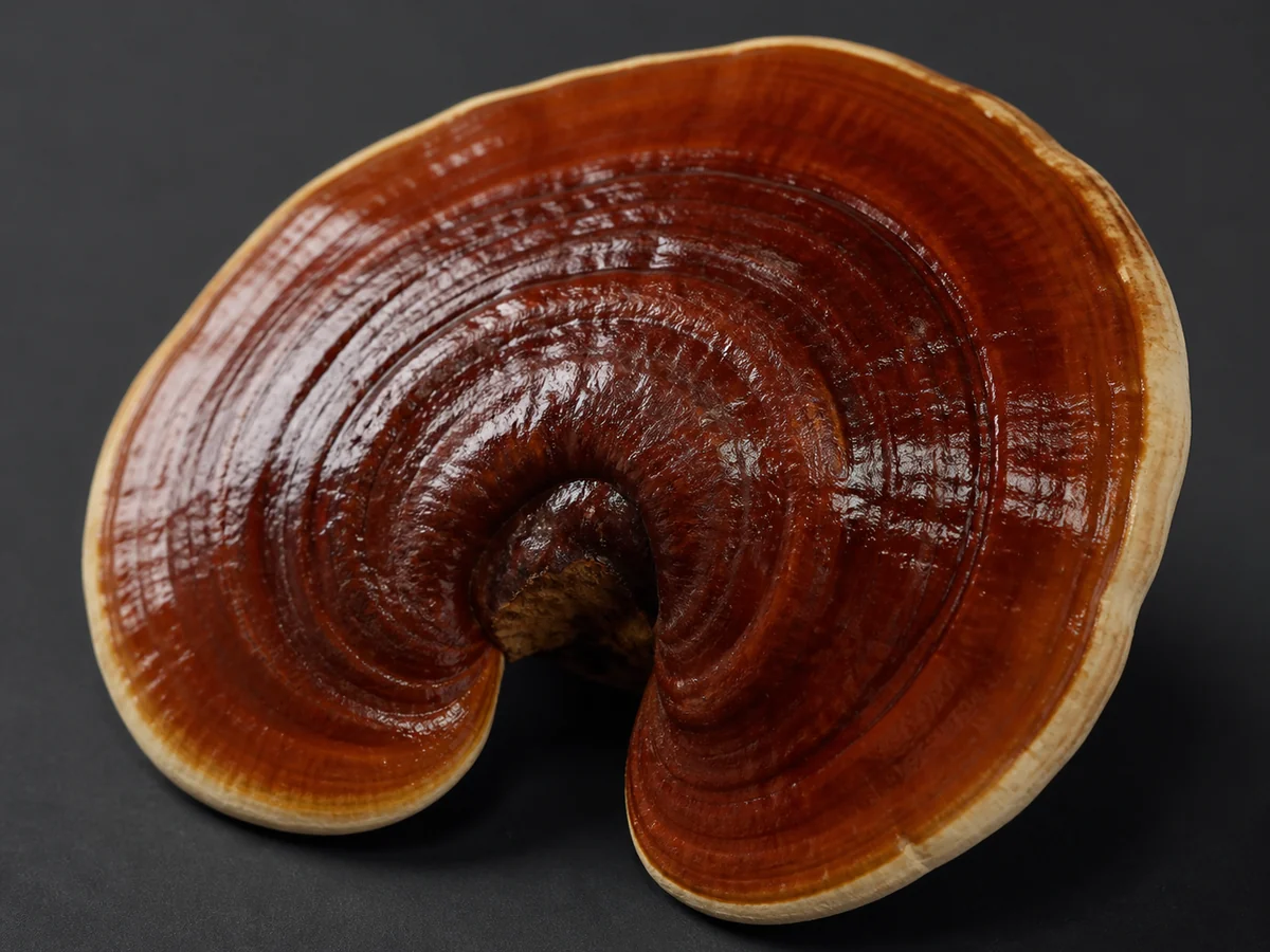 Single glossy reishi conk with concentric red brown and amber lacquered zones and a pale cream growing edge on a dark surface