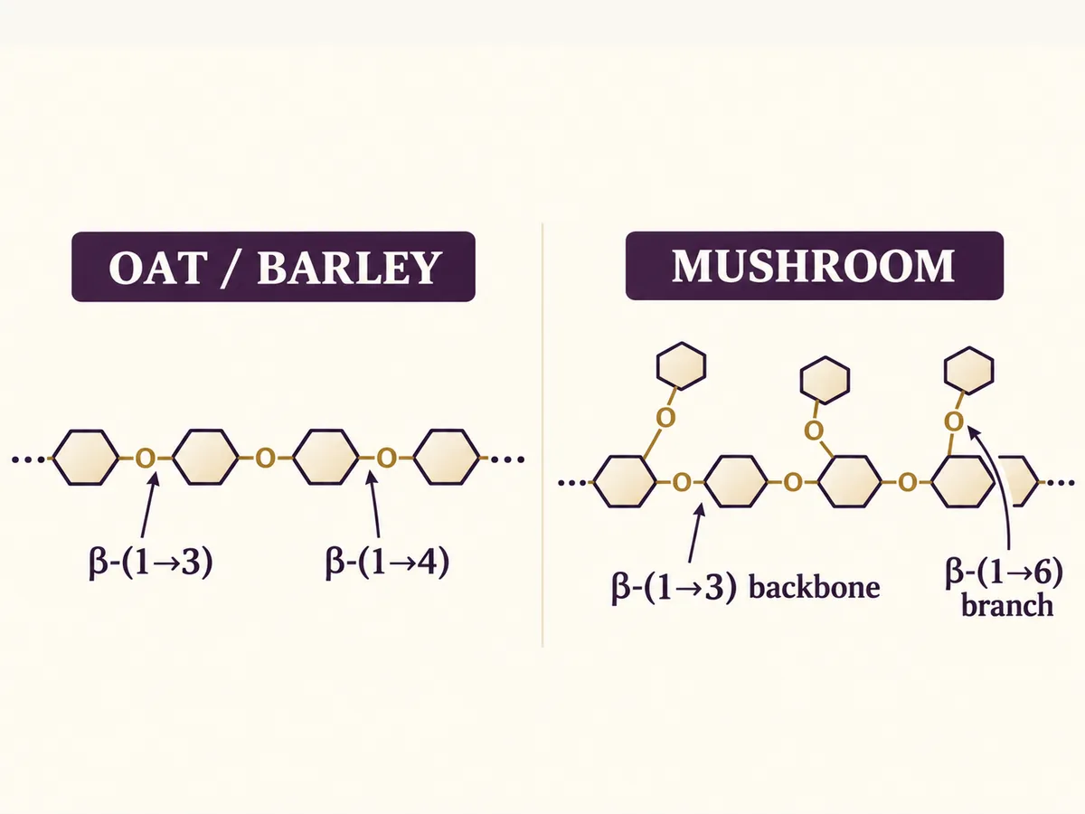 Diagram comparing an unbranched cereal beta-glucan chain with a branched mushroom beta-glucan