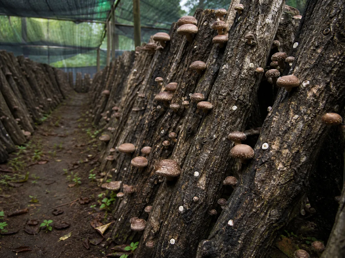 Shiitake mushrooms fruiting from stacked inoculated hardwood logs under shade cloth