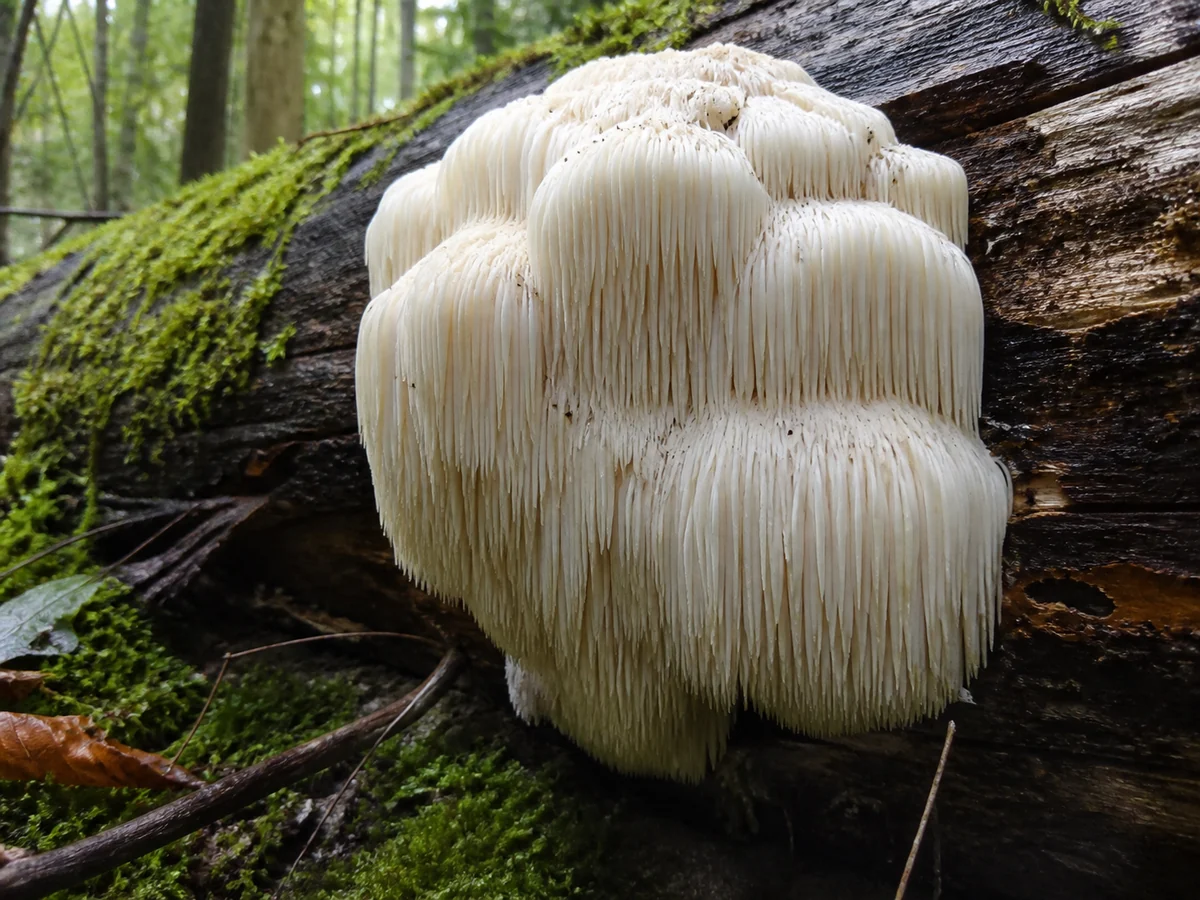 Large white cascading lions mane mushroom with long hanging spines growing on a hardwood log