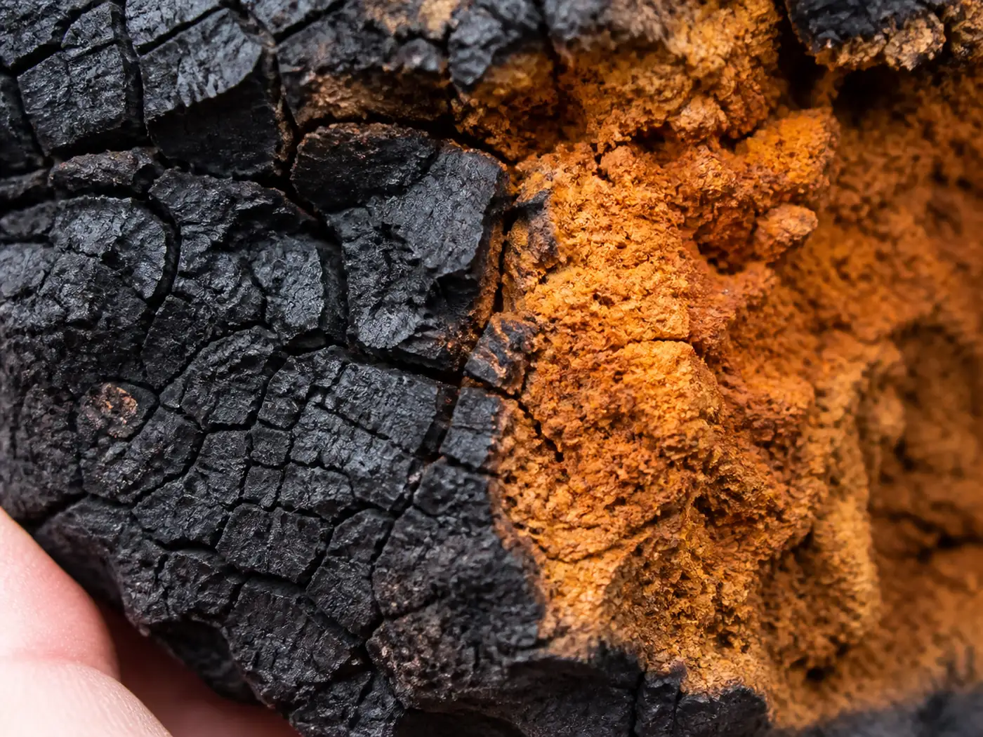 A chunk of chaga broken open filling the frame, hard cracked charcoal black outer crust against a granular rusty orange interior