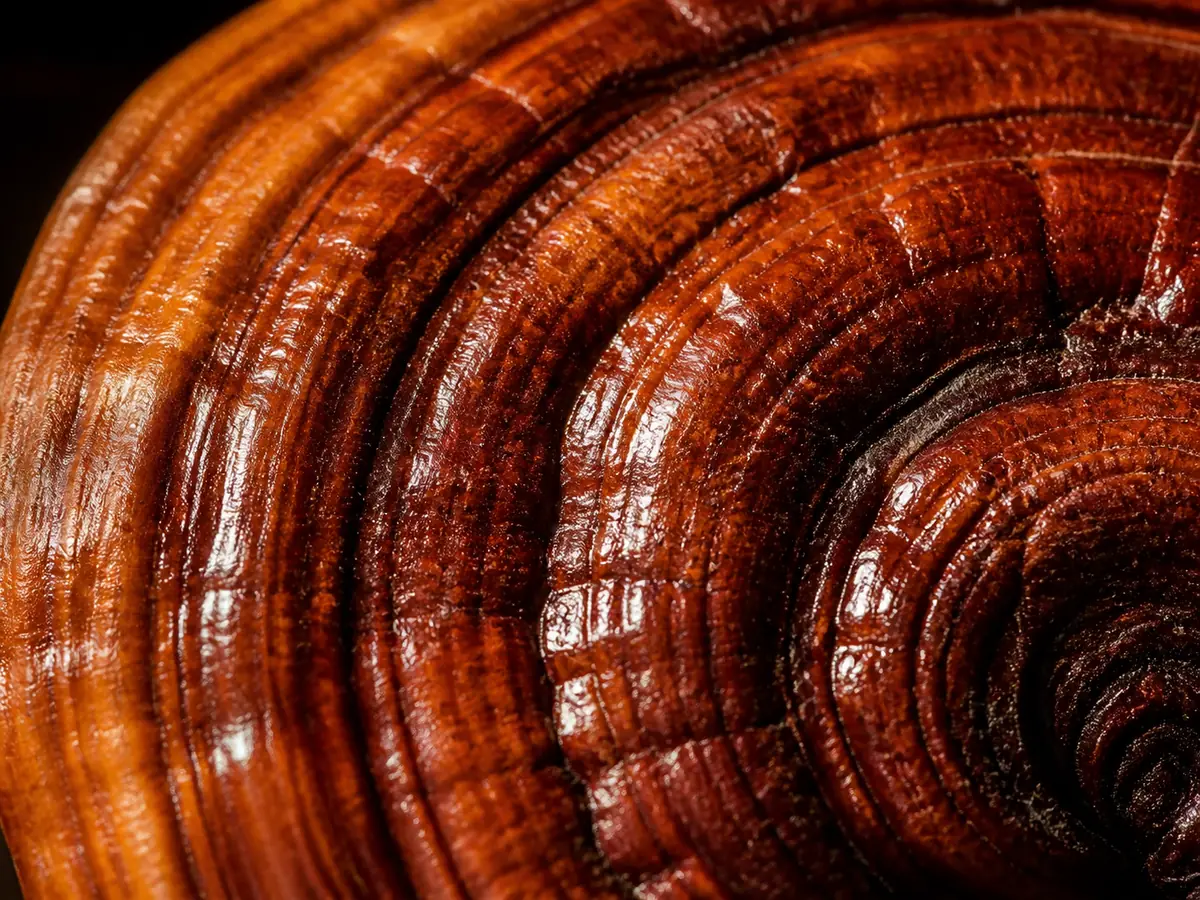 Extreme close-up of a reishi cap surface showing concentric growth banding and a glossy resinous crust