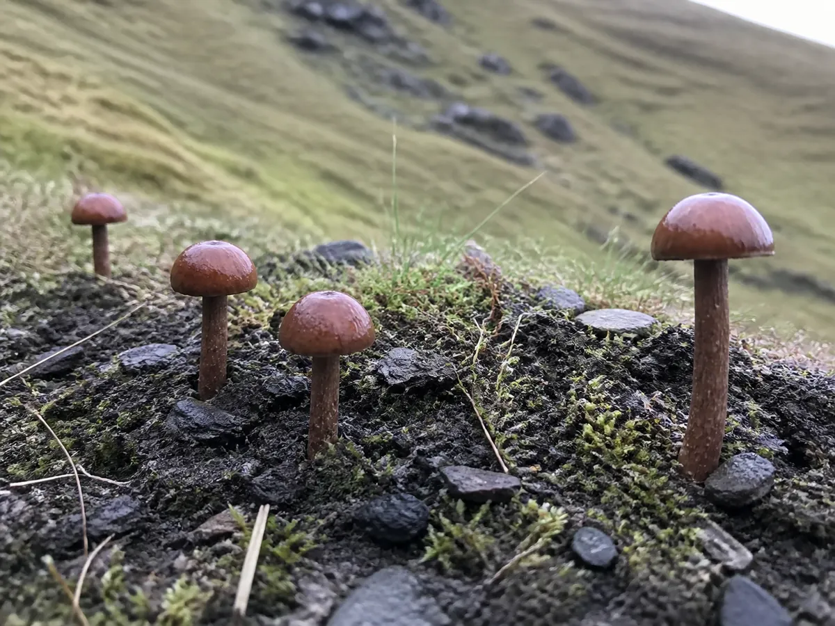 Small mushrooms growing from dark soil on an open hillside with scattered stones