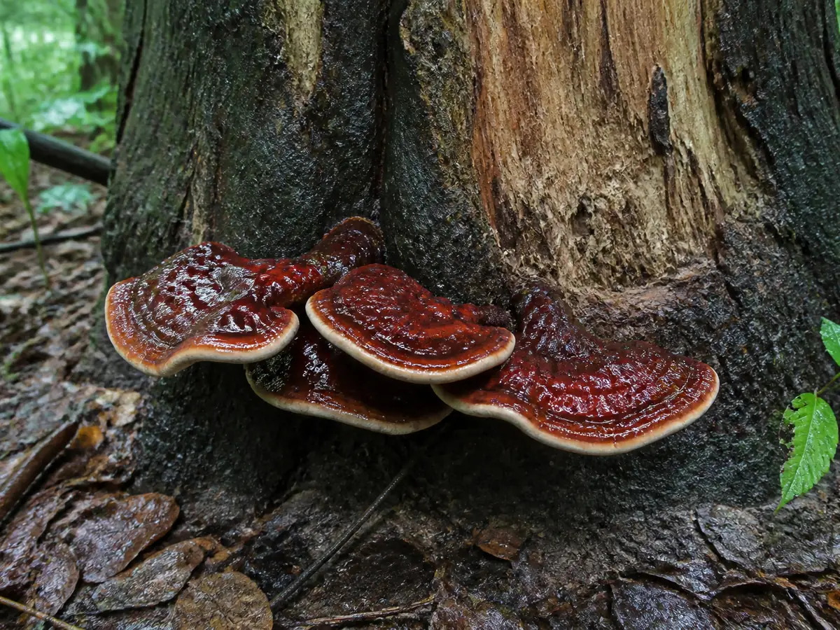 Glossy red brown bracket fungi with pale growing edges on a hardwood stump in a damp forest