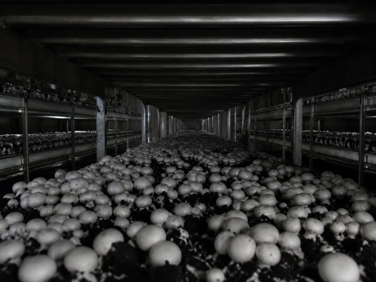 Rows of white button mushrooms growing on dark compost beds in a dim windowless growing house
