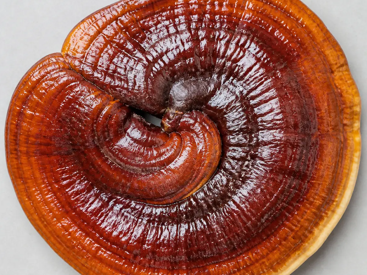 Whole glossy reishi conk with concentric lacquered bands on a plain pale surface