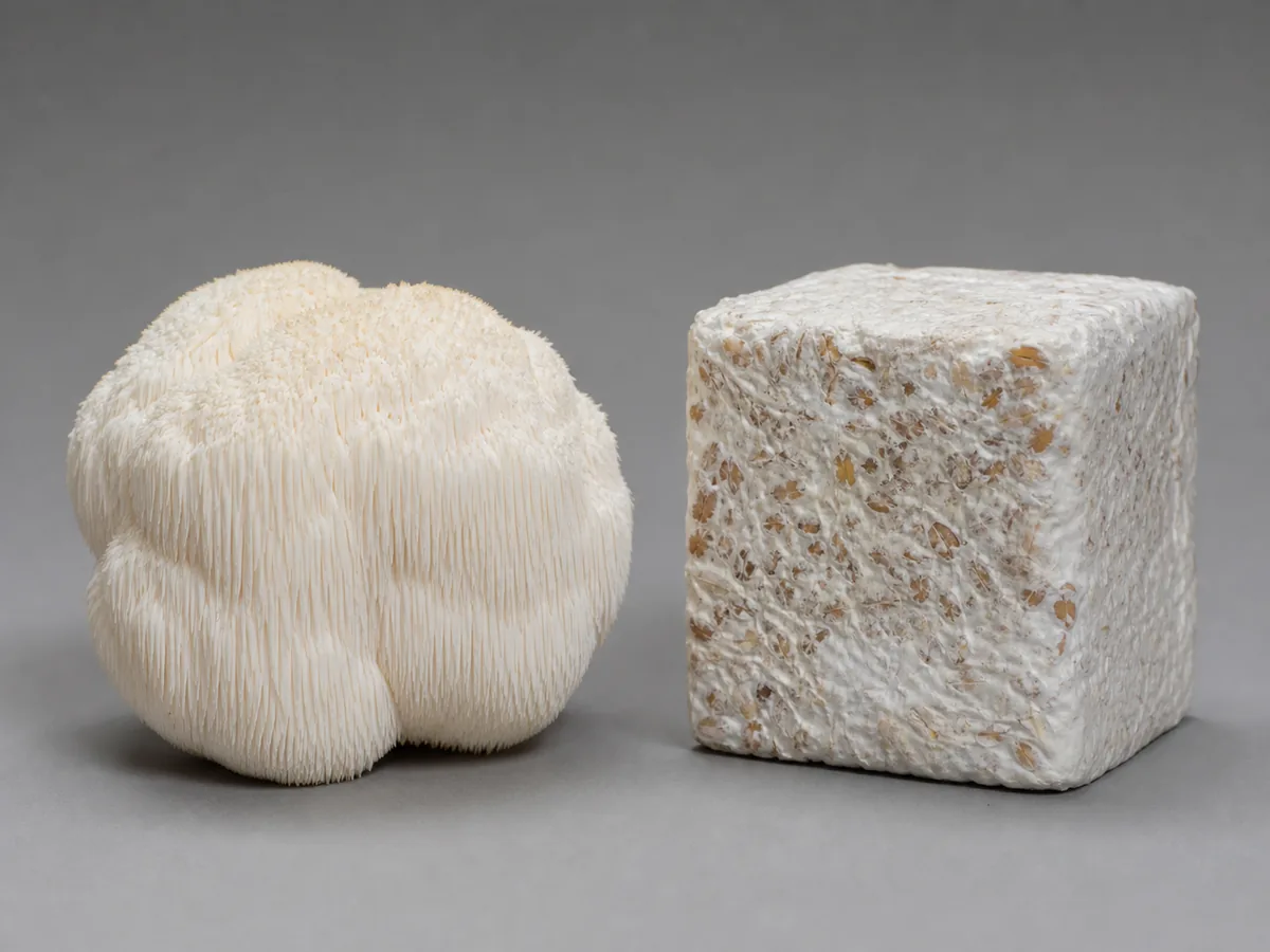 A white spiny lion's mane fruiting body on the left and a block of pale grain-grown mycelium substrate on the right