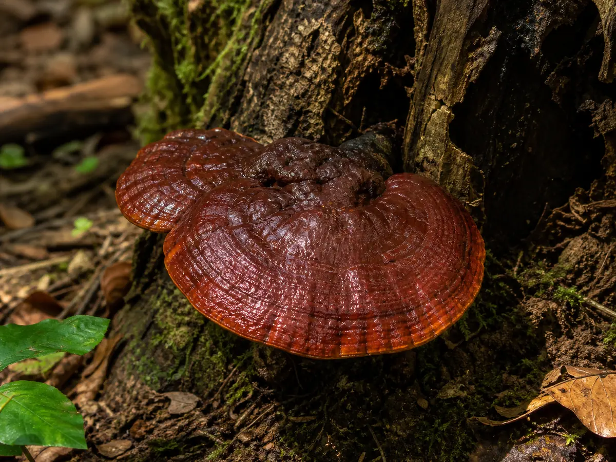 A glossy red-brown lacquered reishi conk growing from the base of a hardwood stump in dappled woodland light