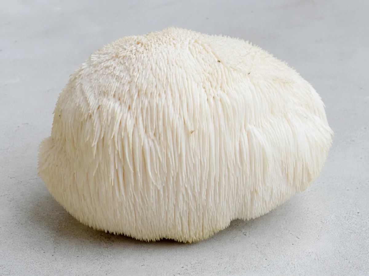 Single fresh lion's mane mushroom, a rounded white mass of long soft cascading spines, on a pale gray surface