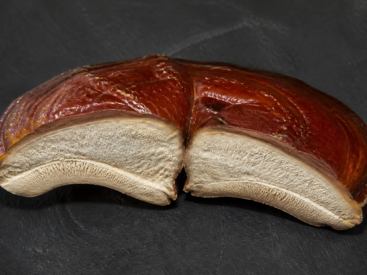 Hard woody bracket fungus cut in half showing dense pale inner flesh beneath a glossy crust