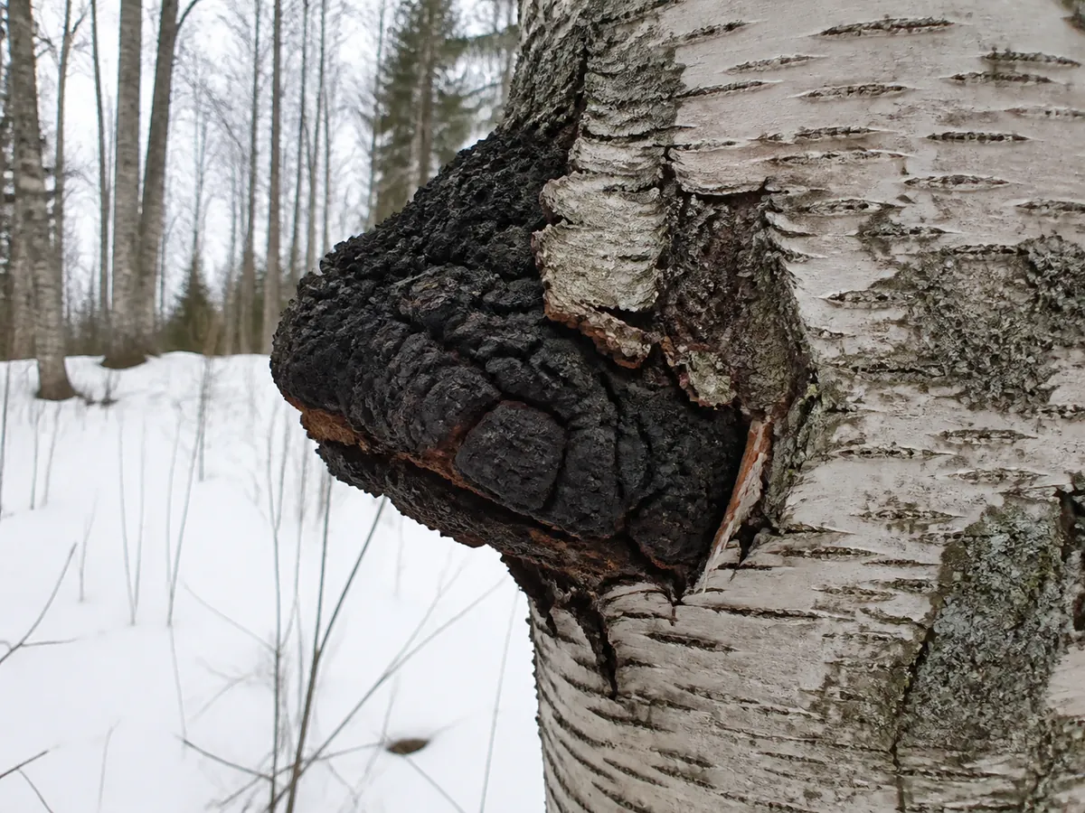 Large black cracked chaga conk growing on the trunk of a living white birch in winter