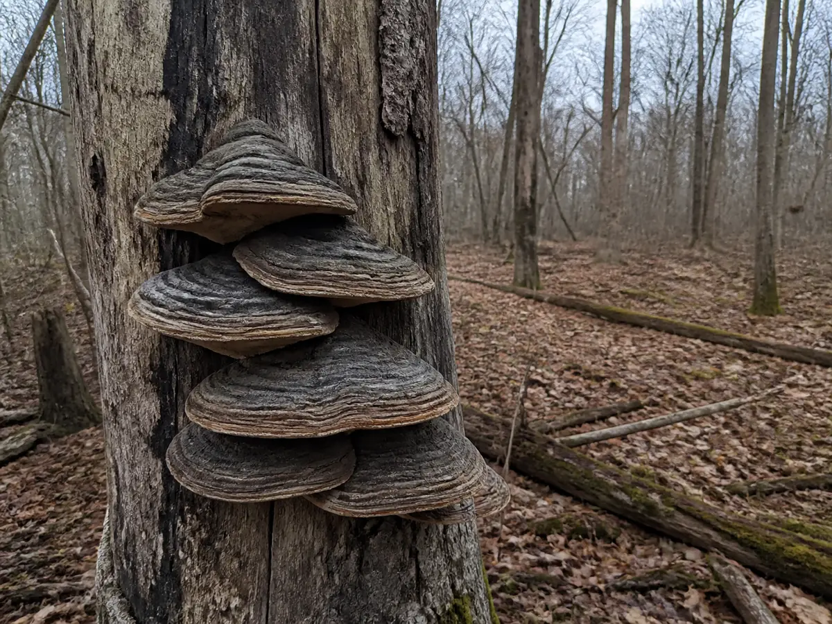 Cluster of hard woody bracket fungi growing on a standing dead trunk in woodland