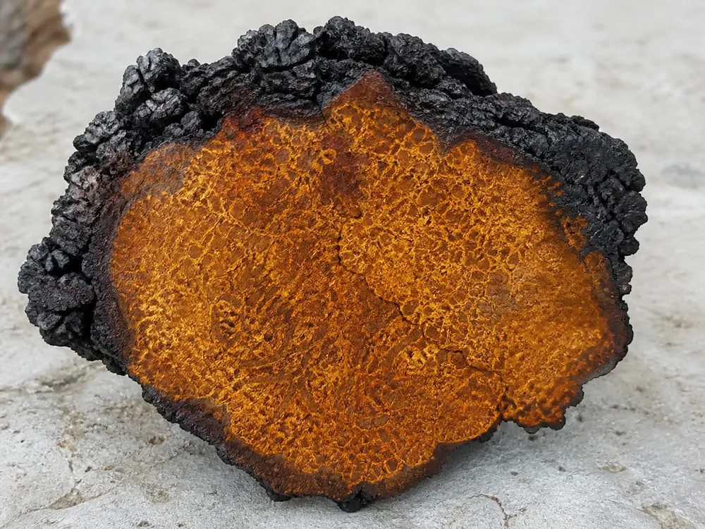 A chaga conk cut open on a plain surface showing the dense rust-orange interior against the black outer crust