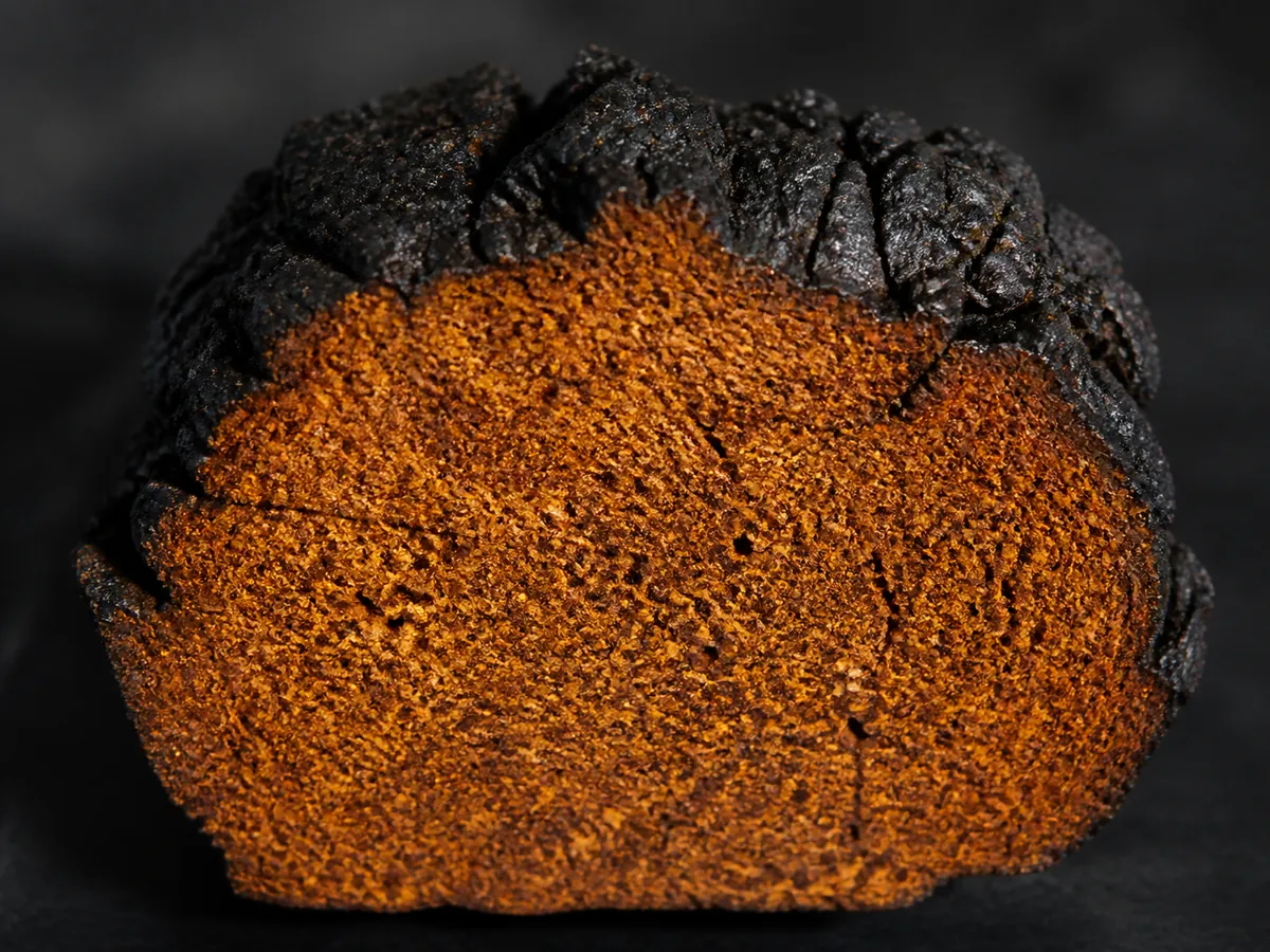 Chaga sclerotium sawn in half showing a hard black crust over a rusty orange-brown interior