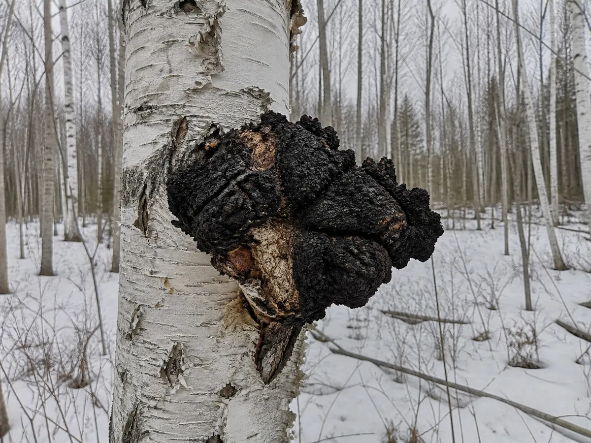 Black cracked chaga sclerotium growing on the trunk of a living birch in winter woodland