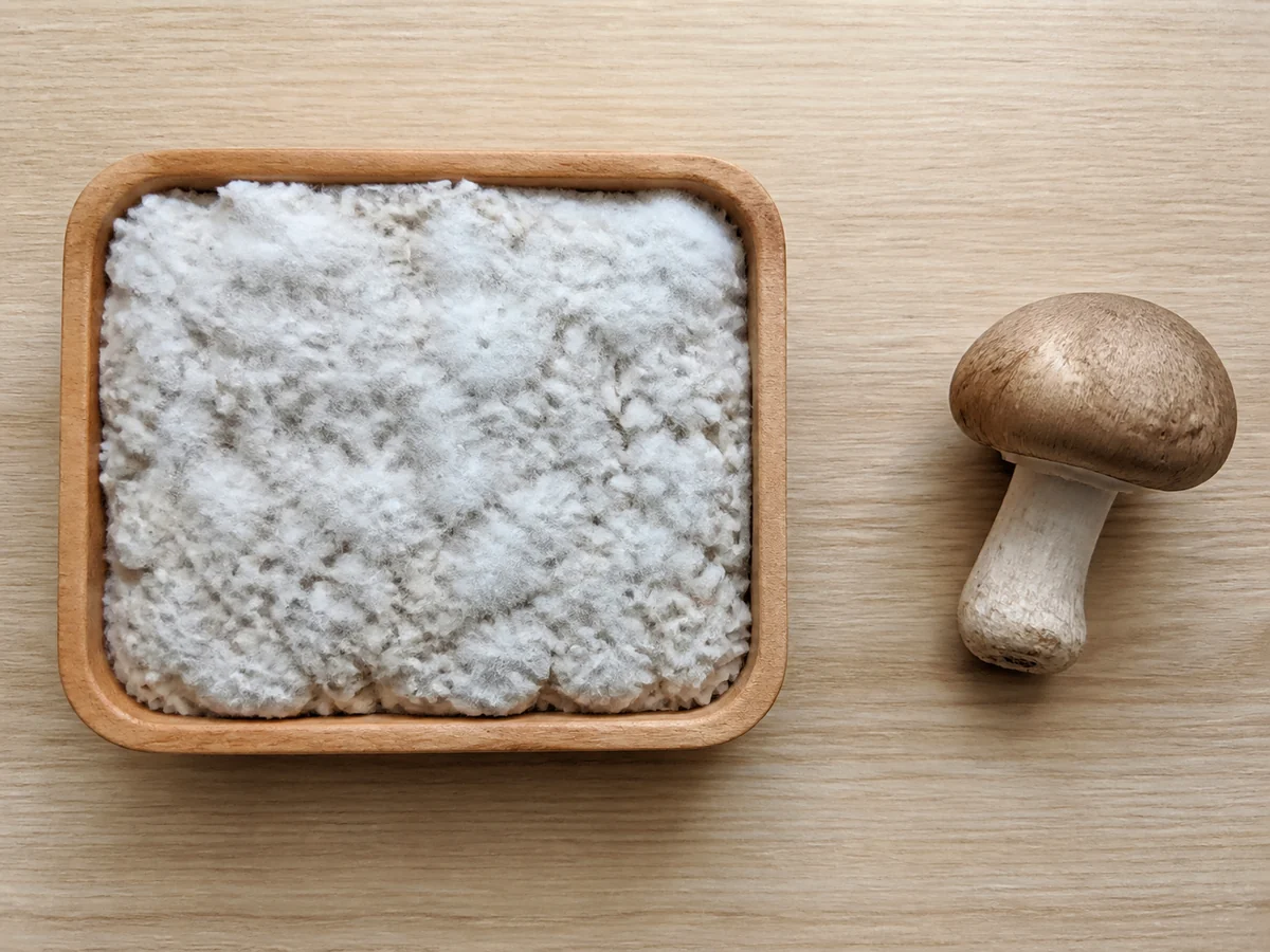 Tray of koji-inoculated rice covered in white mold beside a whole brown cap mushroom
