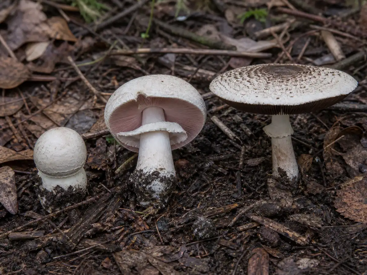 Young, opening, and mature eastern flat-top Agaricus specimens