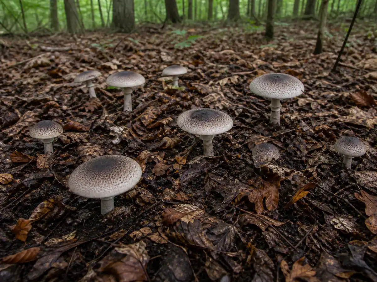 Eastern flat-top Agaricus emerging through damp hardwood leaf litter