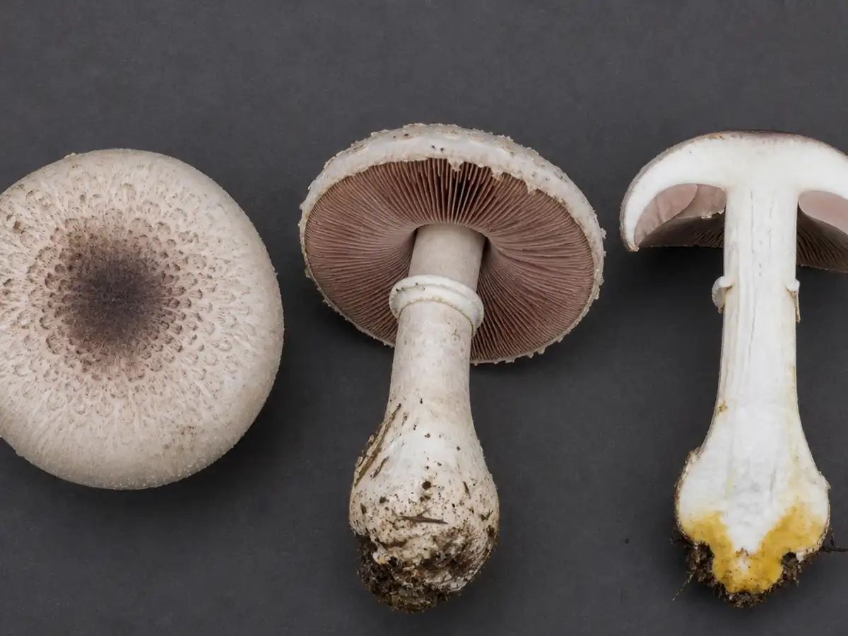 Cap, gills, ring, and cut yellowing stem base of eastern flat-top Agaricus