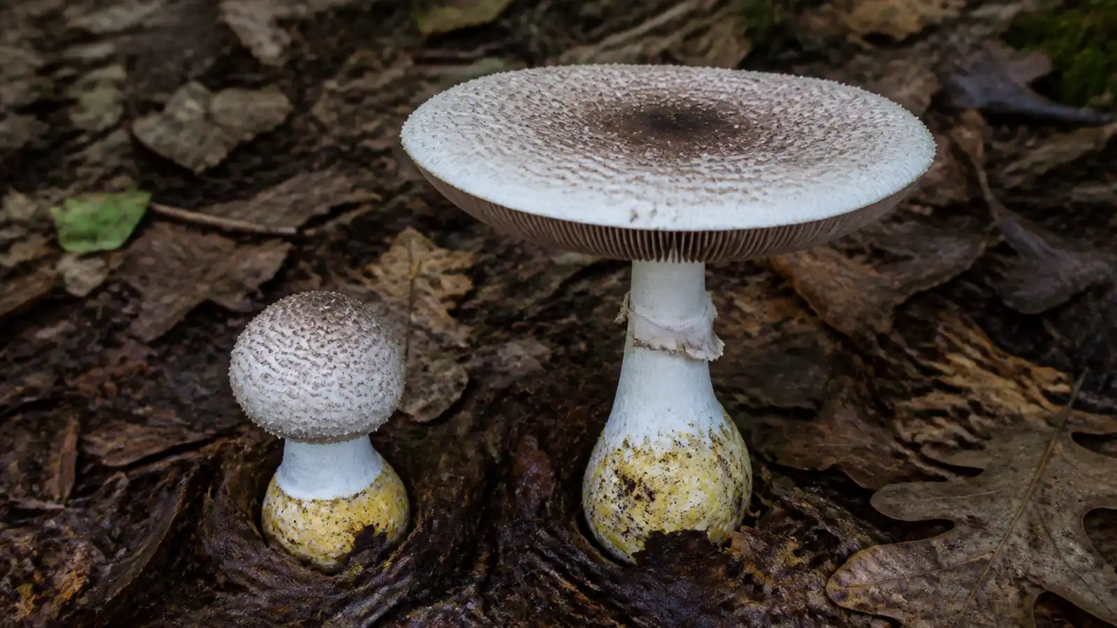 Eastern flat-top Agaricus with a dark scaly disc, pale cap margin, ringed stem, and yellowing bulbous base in leaf litter