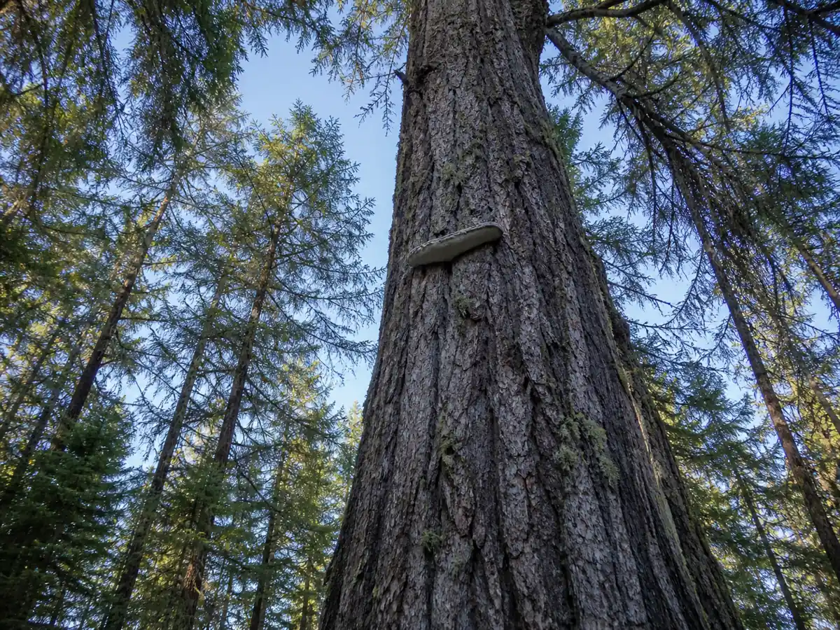 Mature agarikon conk high on the trunk of an old western larch