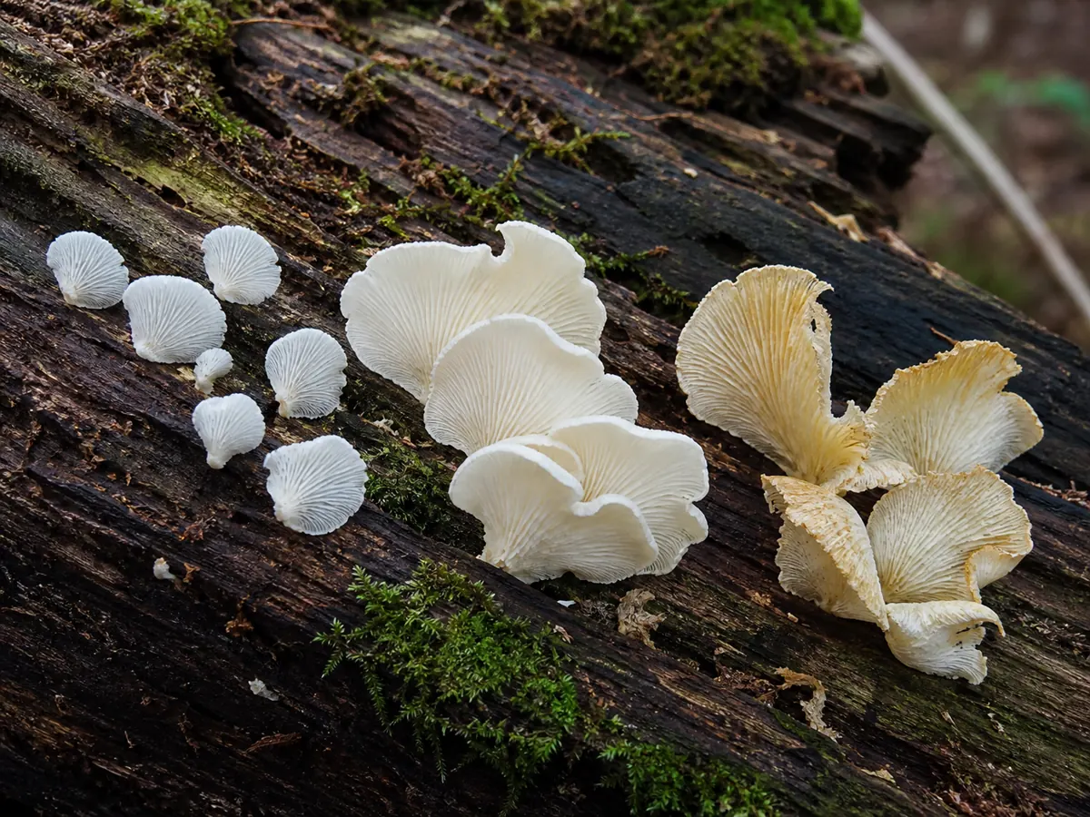 Young white, mature ivory, and older yellowing angel wing caps on one log