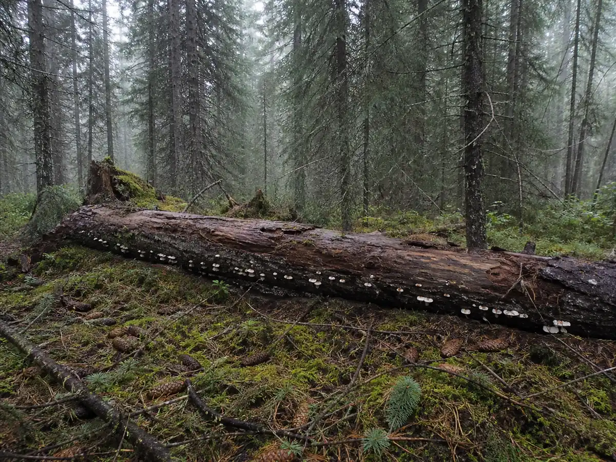 Broad tier of white angel wings fruiting across a decayed conifer log