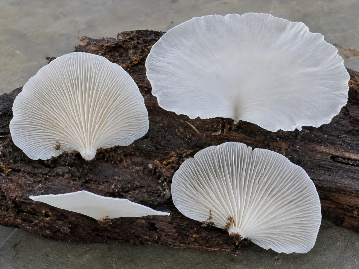 Angel wing caps showing thin translucent margins, crowded white gills, and lateral attachment
