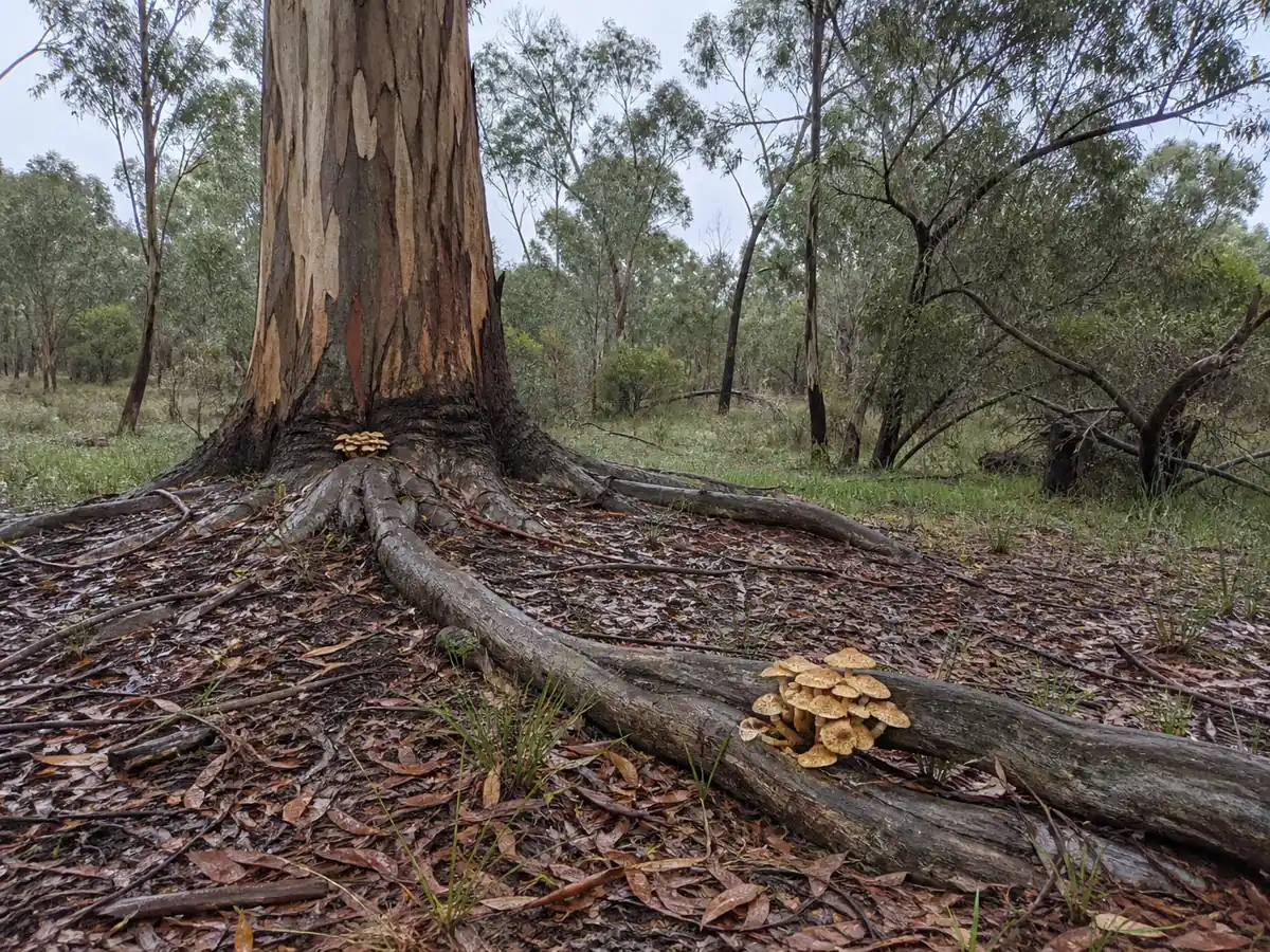 Honey fungus cluster at the base of a declining eucalyptus with roots visible