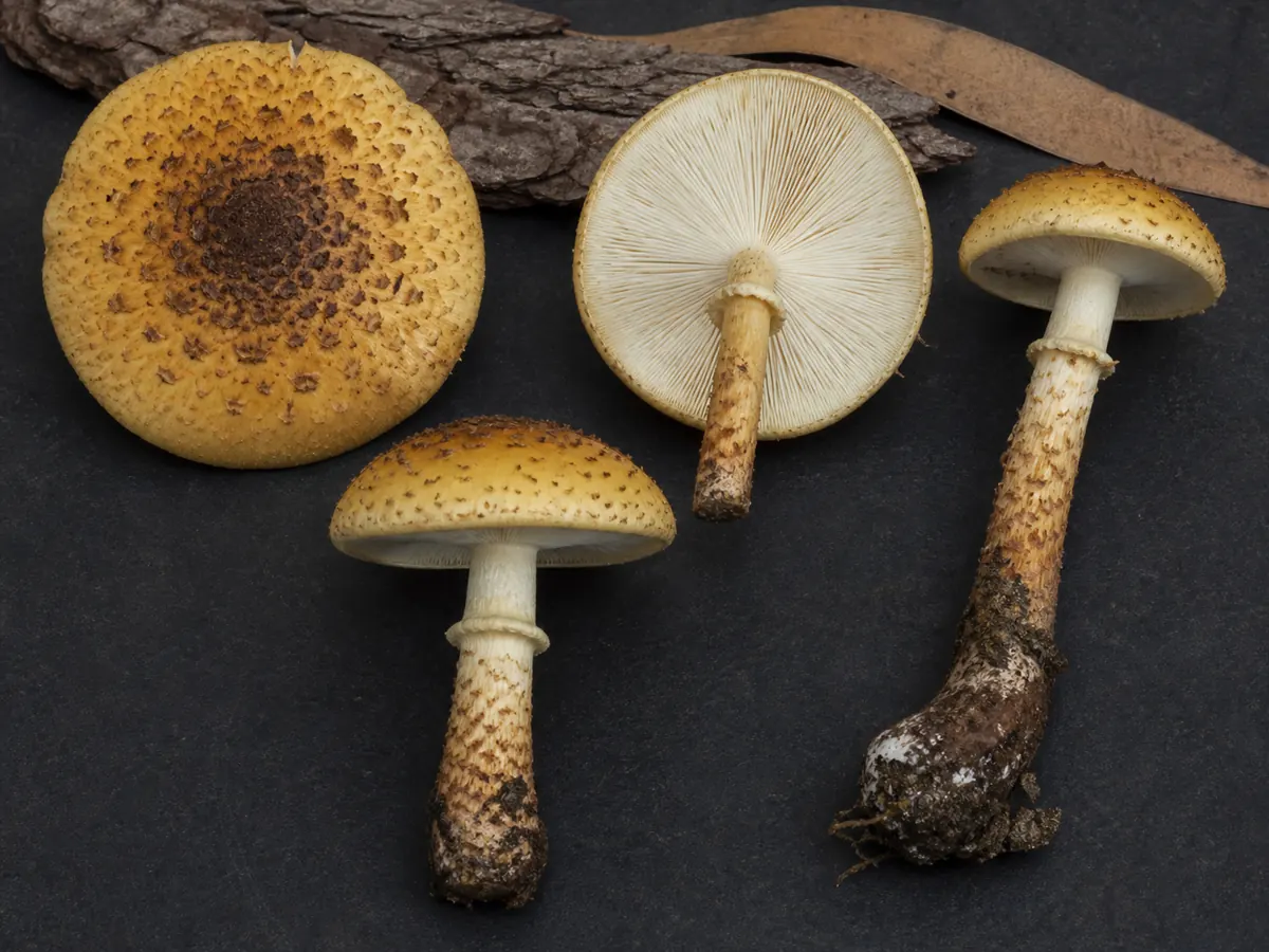 Australian honey fungus specimens showing cap scales, cream gills, persistent ring, and darkening lower stem