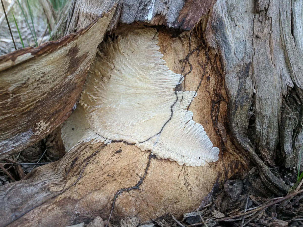 White Armillaria mycelial fan exposed beneath bark at an infected root collar