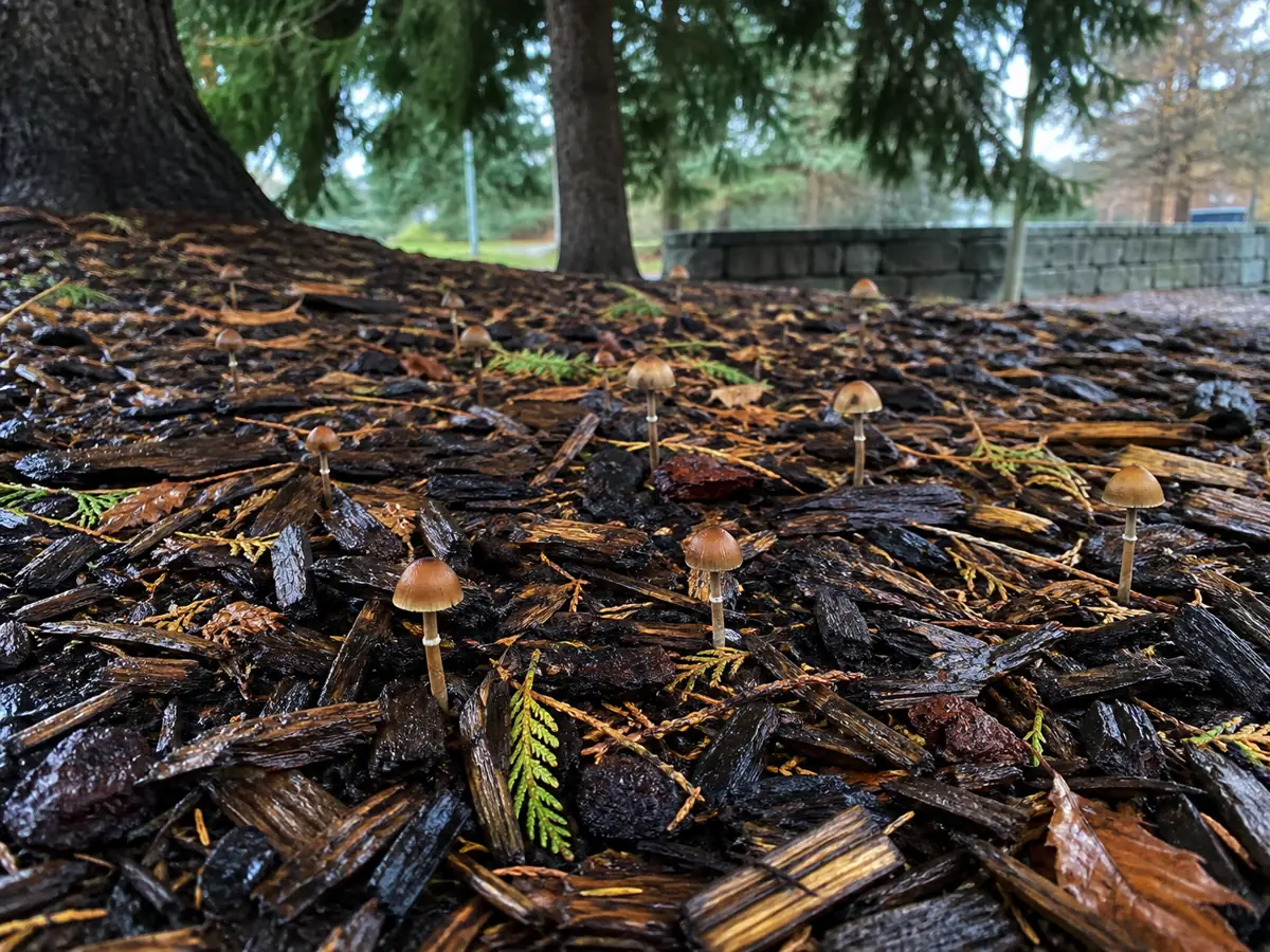 Small brown autumn skullcaps fruiting from a moss-covered conifer log