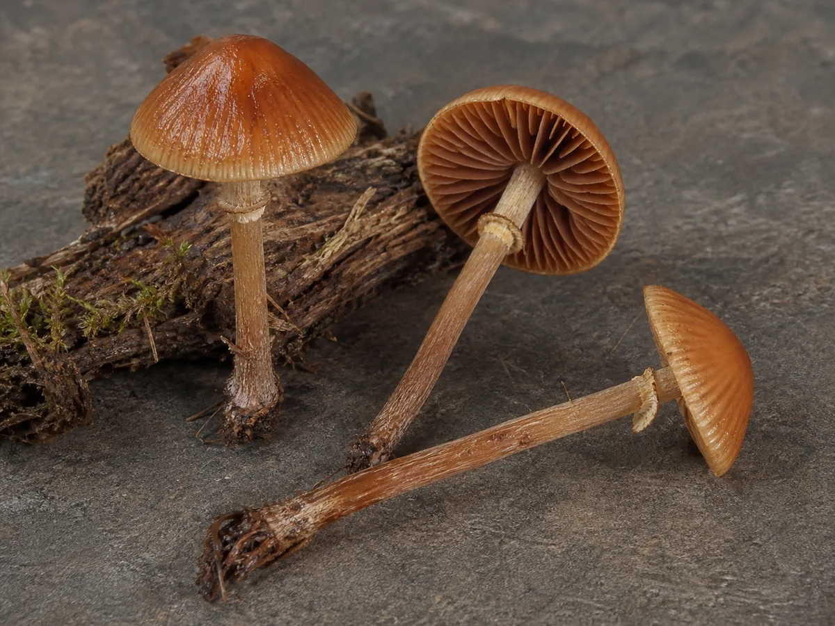 Three autumn skullcap specimens showing cap, gills, ring zone, and full stem