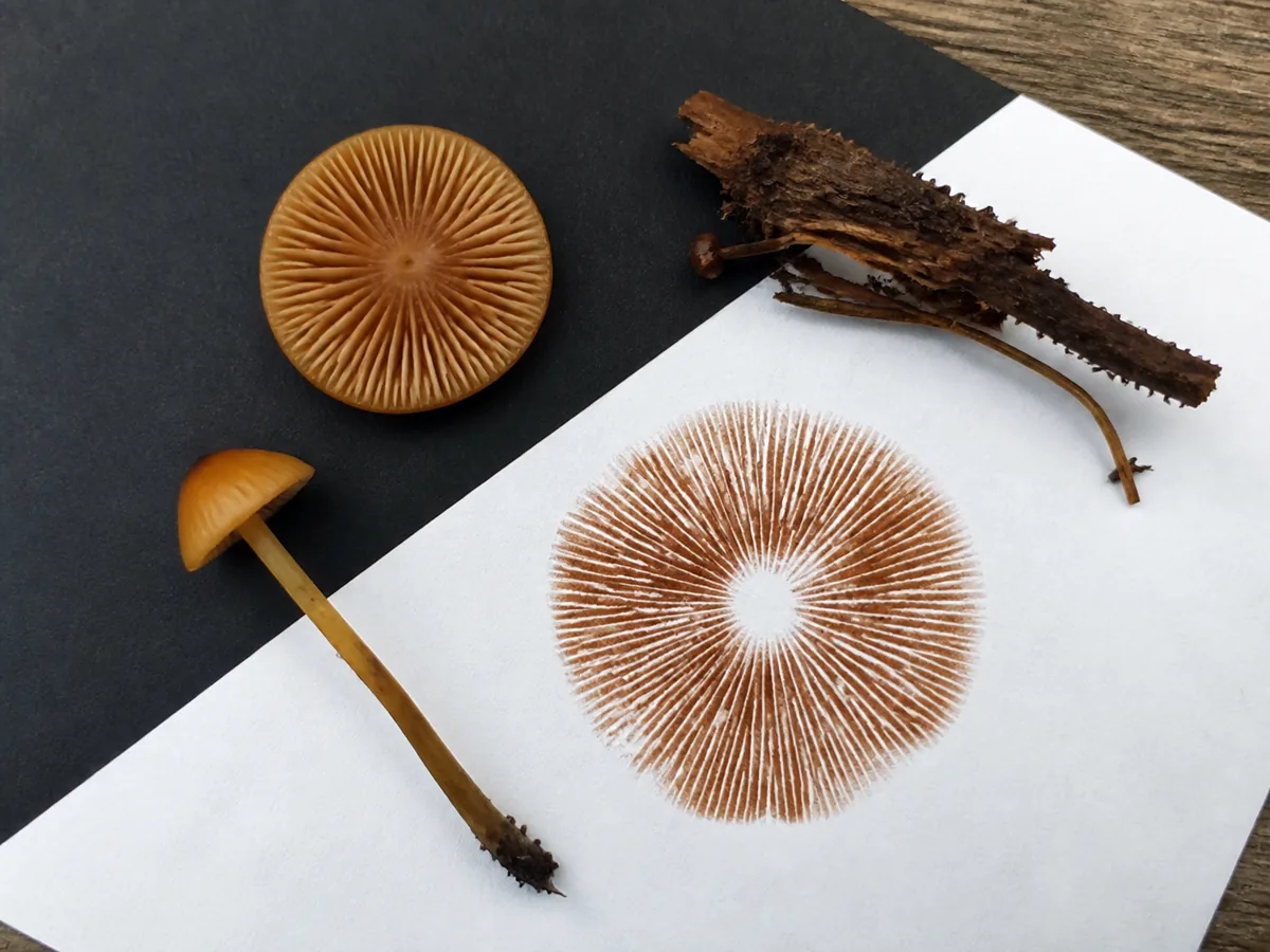 Rusty cinnamon-brown autumn skullcap spore print on white and black card