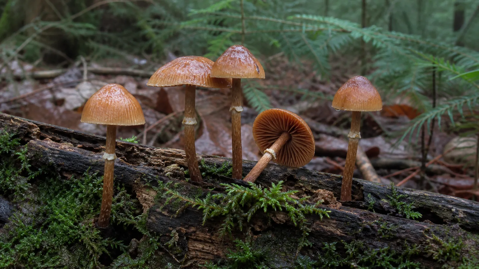 Small honey-brown autumn skullcap mushrooms with rusty gills growing from a decaying mossy log