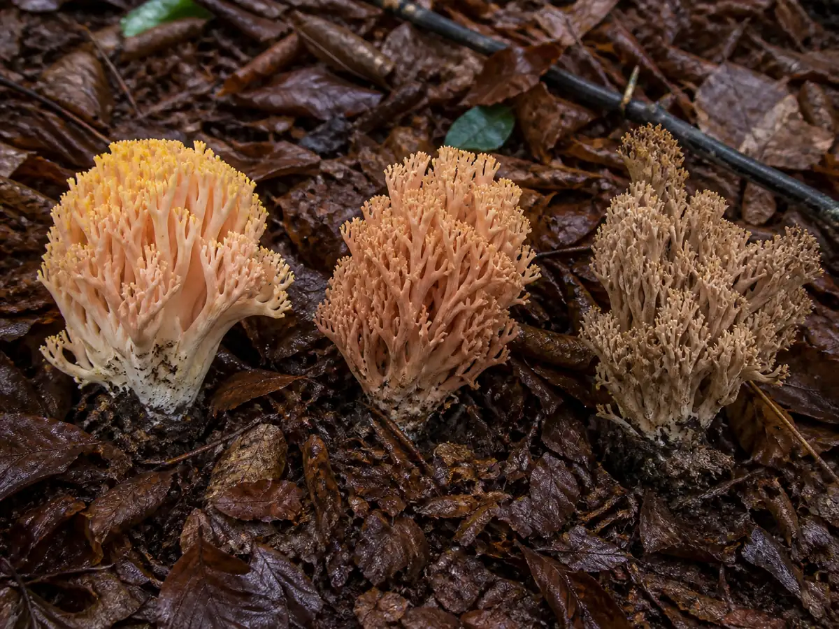 Fresh, fading, and weathered beautiful clavaria fruiting bodies