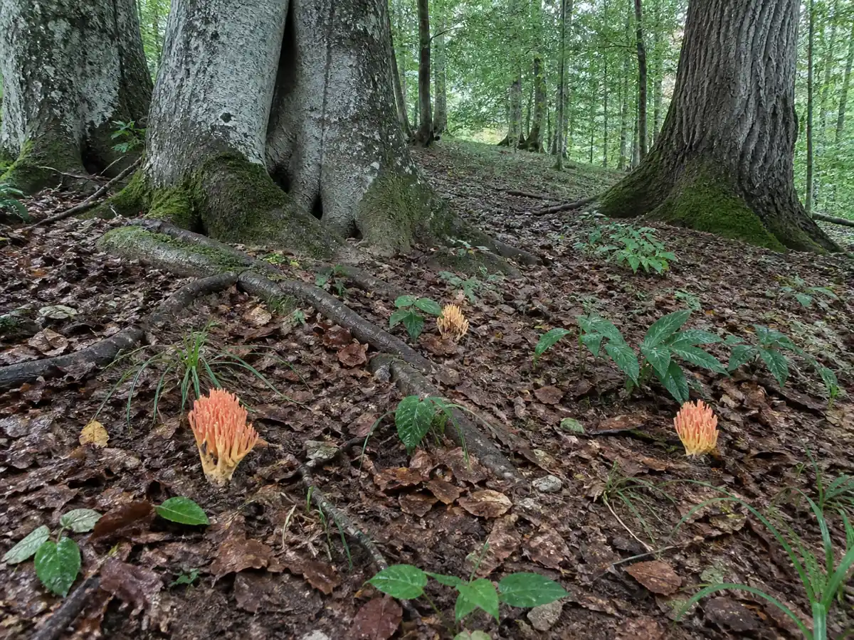 Salmon and yellow coral fungus rising from beech leaf litter on calcareous woodland soil