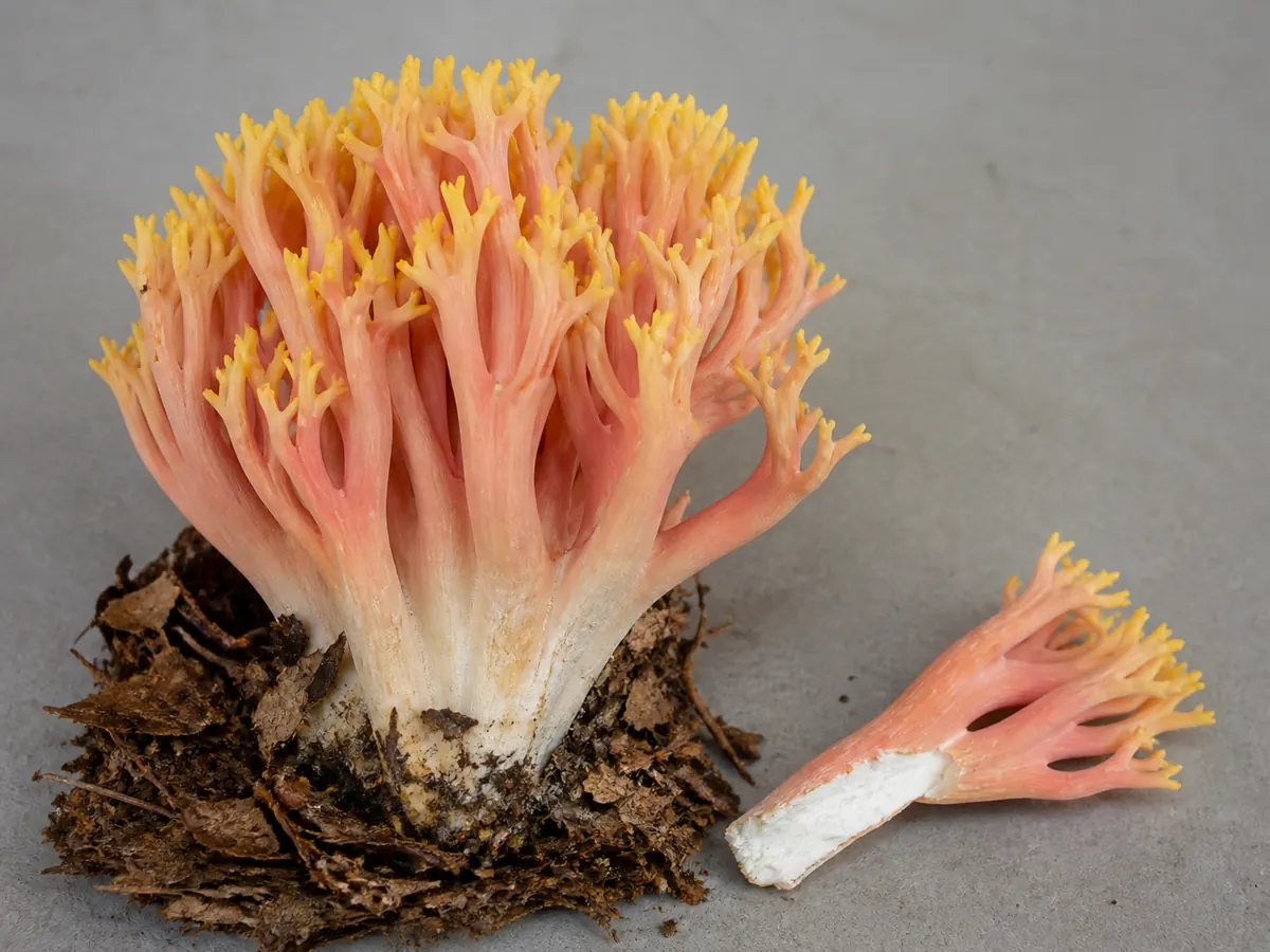 Beautiful clavaria showing pale base, salmon branches, and yellow forked tips